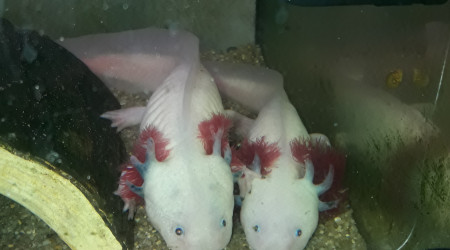 aquarium Axolotls