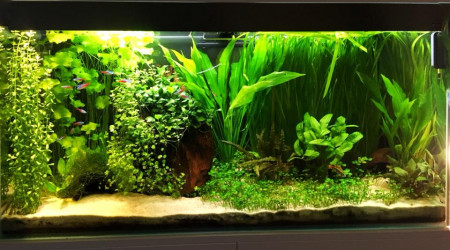 aquarium Bac Amazonien