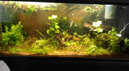 aquarium 450l