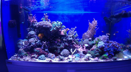 aquarium Eihem 250 récifal