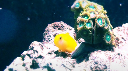 Gobi okinawae, zohantus