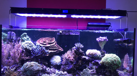 aquarium Reefer 350
