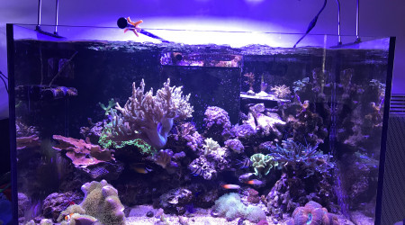 aquarium Reefer 250