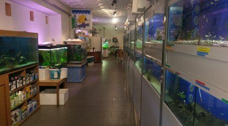 aquarium Shop- aquarium