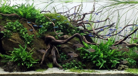 aquarium aquascaping