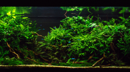 aquarium aquascape