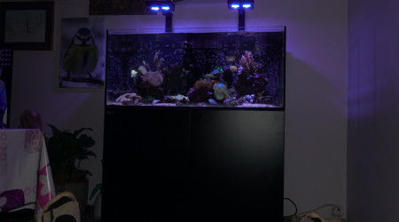 aquarium Salon