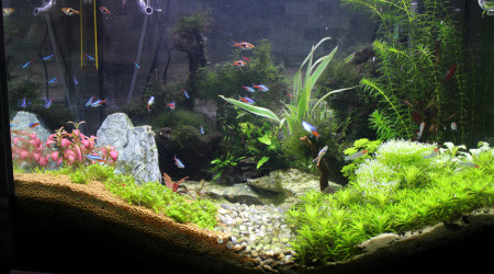 aquarium premier aquascape sans le savoir