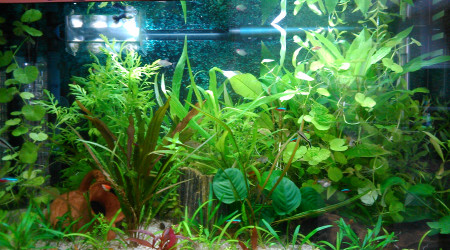 aquarium biotope