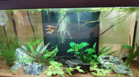 aquarium 60 litres endlers