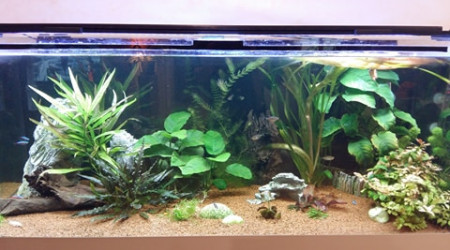 aquarium 300 litres communautaire