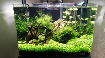 aquarium Dennerle scaper tank 35 litres