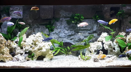 aquarium 600 L Malawi Mbunas