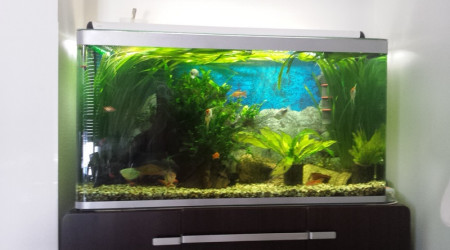 aquarium Jacks tank
