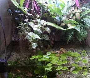 aquarium Paludarium