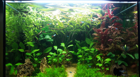 aquarium Biotope amazonien