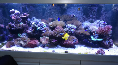 aquarium Red sea 650