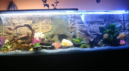 aquarium Amazonien 500litre