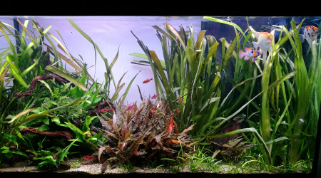 Aquatlantis 180L Rio Negro