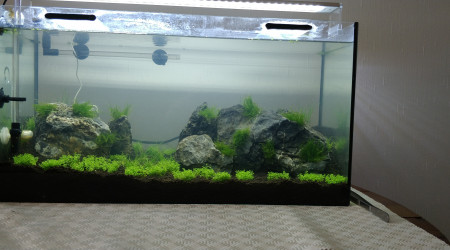 aquarium aquascape