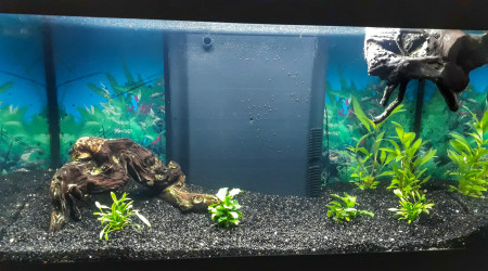 aquarium Aquarium