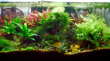 aquarium 54L