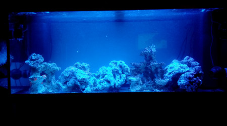 aquarium 1er recifal