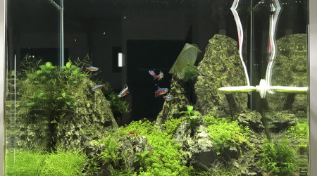 aquarium Nano bac dennerlé 60l