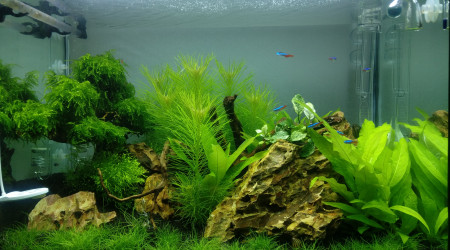 aquarium Aquascaping Crevettes