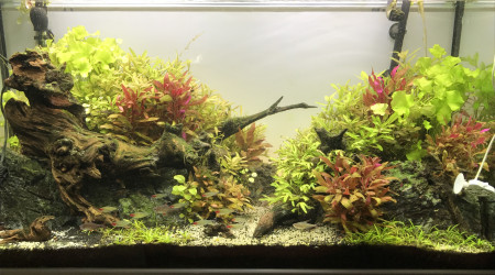 aquarium Biotope amazonien