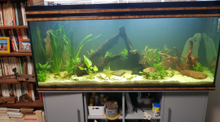 500l amazonien pour scalaire soit rio nanay ou manacuppru a dos rouge en rodage