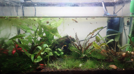 aquarium 15L nurserie