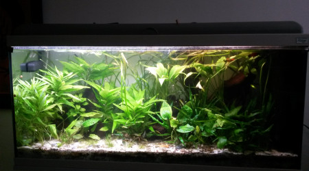 aquarium 140L amazonie