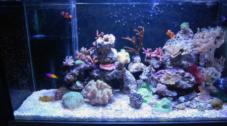 aquarium Récifal
