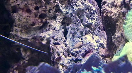 Synchiropus Splendidus (Mandarin)