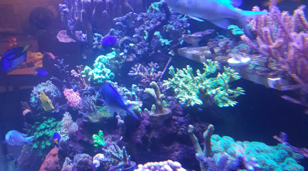 aquarium Marin