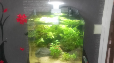 aquarium Nano aquarium