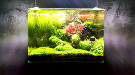 aquarium Forest