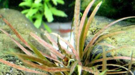 Cryptocoryne Albida Brown