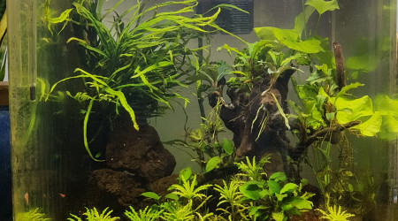 Lendemain insertion faune