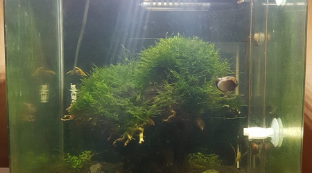 aquarium Aquasalon