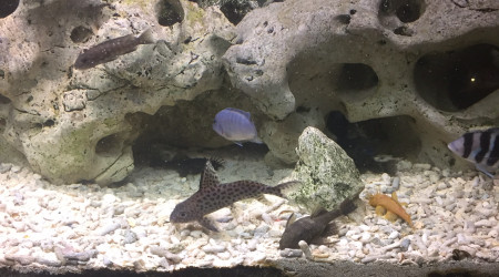 aquarium Ciclide africain