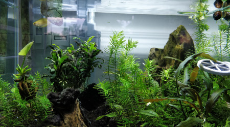 aquarium Scraper Tank 35