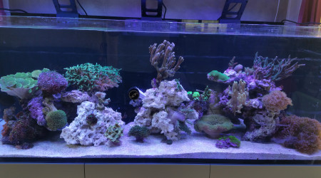 aquarium REEFER 525