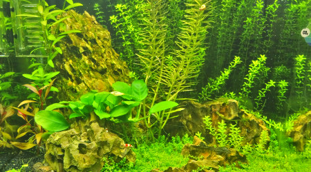 aquarium Nano dennerle