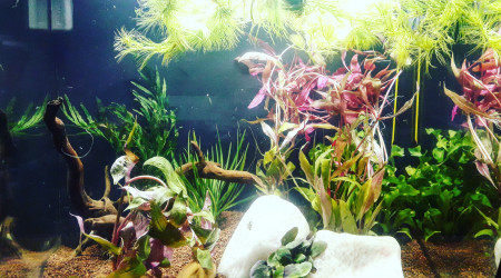 aquarium Premier aquarium