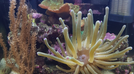 aquarium mini recif mer
