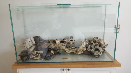 Mon aquarium avec ses pierres