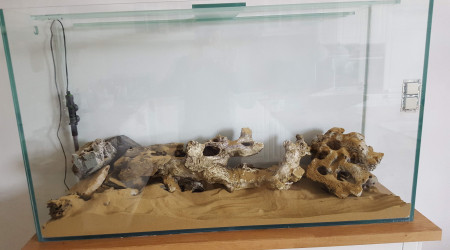 Mon aquarium avec ses pierres et sables