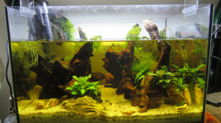 aquarium 20L jaunasse